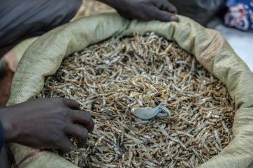 Bag of dried silver fish.