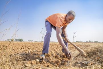 Nigerian man using best practices when farming ginger.
