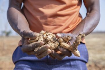 Kenyan farmer's hands holding ginger root.