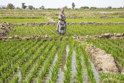 A person standing in a field on a farm.