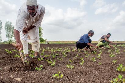 Sudanese men working in an agricultural field.