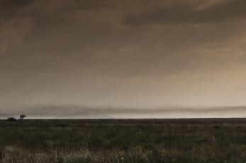 Locusts form a dark cloud on the horizon as they swarm above grasslands. 