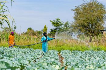 Two people spray water over crops.