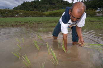 A farmer plants seedlings in his rice paddy for the first time since the tsunami in 2007. mercy corps provided more than a thousand farmers with seeds and tools to restore rice fields.