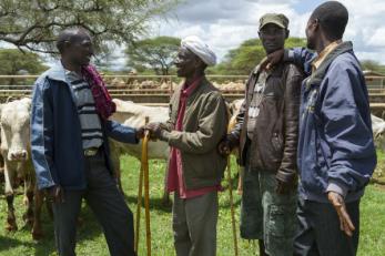 Men standing near cattle in Ethiopia
