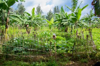 Congolese woman works in her garden.