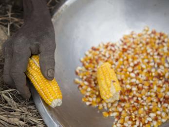 A hand holding a cob of corn of a bowl of corn kernels.